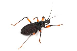 Platymeris laevicollis